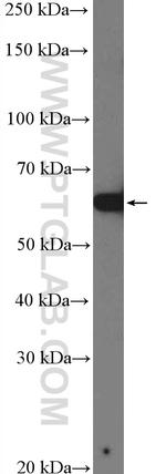 nucleobindin 1 Antibody in Western Blot (WB)