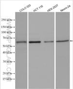 SMAD4 Antibody in Western Blot (WB)