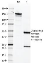 Mesothelin Antibody in SDS-PAGE (SDS-PAGE)