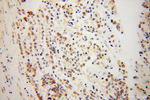 NDE1 Antibody in Immunohistochemistry (Paraffin) (IHC (P))