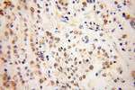 NDE1 Antibody in Immunohistochemistry (Paraffin) (IHC (P))