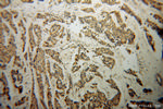 NDE1 Antibody in Immunohistochemistry (Paraffin) (IHC (P))