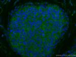 NDE1 Antibody in Immunohistochemistry (PFA fixed) (IHC (PFA))