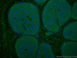 NDE1 Antibody in Immunohistochemistry (PFA fixed) (IHC (PFA))