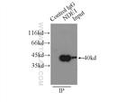 NDE1 Antibody in Immunoprecipitation (IP)