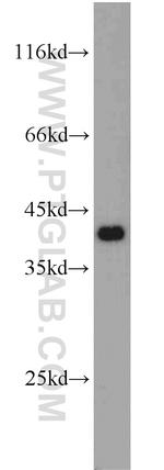 NDE1 Antibody in Western Blot (WB)