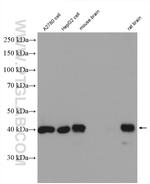 NDE1 Antibody in Western Blot (WB)