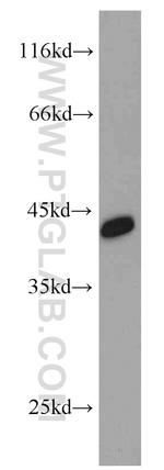 NDE1 Antibody in Western Blot (WB)