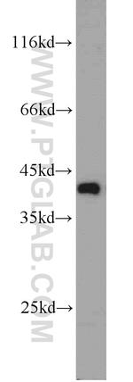 NDE1 Antibody in Western Blot (WB)