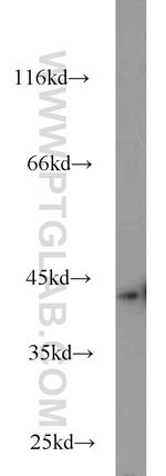 NDE1 Antibody in Western Blot (WB)