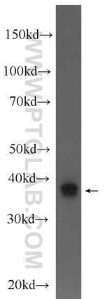 NDE1 Antibody in Western Blot (WB)