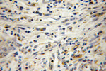 Transgelin 2 Antibody in Immunohistochemistry (Paraffin) (IHC (P))