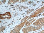 Transgelin 2 Antibody in Immunohistochemistry (Paraffin) (IHC (P))