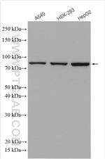 VPS35 Antibody in Western Blot (WB)