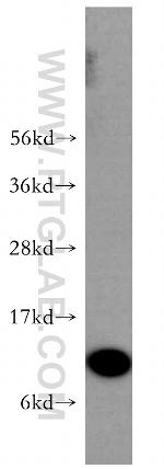 S100A11 Antibody in Western Blot (WB)