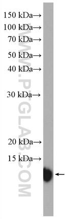 S100A11 Antibody in Western Blot (WB)