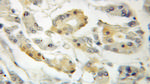 PLEKHA1 Antibody in Immunohistochemistry (Paraffin) (IHC (P))