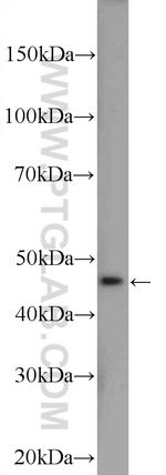 PLEKHA1 Antibody in Western Blot (WB)