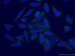 PLEKHA1 Antibody in Immunocytochemistry (ICC/IF)