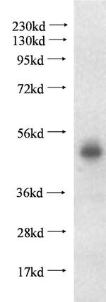 PLEKHA1 Antibody in Western Blot (WB)