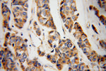 CYC1 Antibody in Immunohistochemistry (Paraffin) (IHC (P))