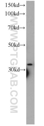 CYC1 Antibody in Western Blot (WB)