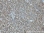 CYC1 Antibody in Immunohistochemistry (Paraffin) (IHC (P))