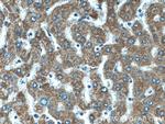 CYC1 Antibody in Immunohistochemistry (Paraffin) (IHC (P))