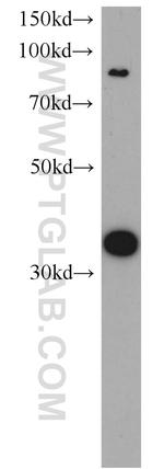 CYC1 Antibody in Western Blot (WB)