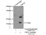 UBC13 Antibody in Immunoprecipitation (IP)