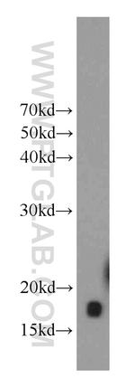 UBC13 Antibody in Western Blot (WB)