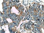 USP11 Antibody in Immunohistochemistry (Paraffin) (IHC (P))