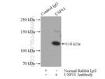 USP11 Antibody in Immunoprecipitation (IP)