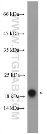 CPLX1 Antibody in Western Blot (WB)