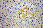 GNB1 Antibody in Immunohistochemistry (Paraffin) (IHC (P))