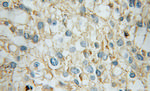 GNB1 Antibody in Immunohistochemistry (Paraffin) (IHC (P))