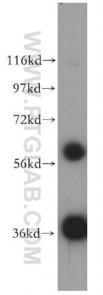 GNB1 Antibody in Western Blot (WB)