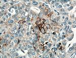 CD82 Antibody in Immunohistochemistry (Paraffin) (IHC (P))