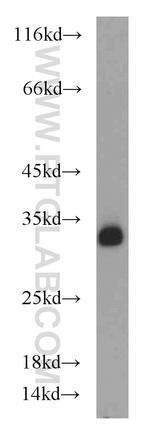 CD82 Antibody in Western Blot (WB)
