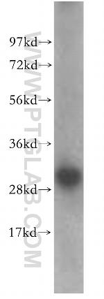 CD82 Antibody in Western Blot (WB)