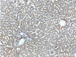 TIP30 Antibody in Immunohistochemistry (Paraffin) (IHC (P))