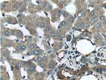 TIP30 Antibody in Immunohistochemistry (Paraffin) (IHC (P))