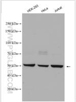 Cdc20 Antibody in Western Blot (WB)