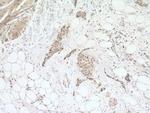 Cdc20 Antibody in Immunohistochemistry (Paraffin) (IHC (P))