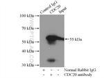 Cdc20 Antibody in Immunoprecipitation (IP)