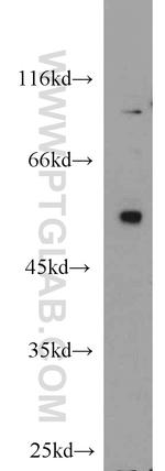 Cdc20 Antibody in Western Blot (WB)