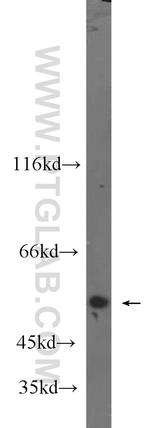 Cdc20 Antibody in Western Blot (WB)