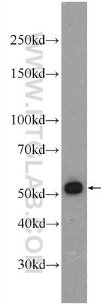 Cdc20 Antibody in Western Blot (WB)