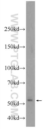 Cdc20 Antibody in Western Blot (WB)