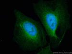 STAT3 Antibody in Immunocytochemistry (ICC/IF)